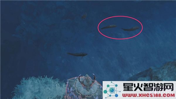 怪物猎人荒野稀有环境生物卵弓鳍鱼的详细位置介绍及地图展示