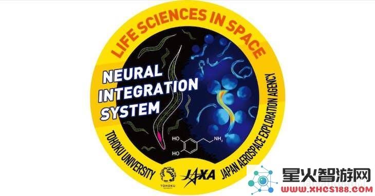 线虫在太空实验中揭示抗肌肉萎缩的新线索，研究或将惠及长期卧床的人群