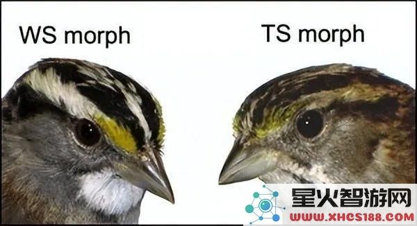 怎么回事？这种麻雀竟然存在四种性别让交配变得复杂无比