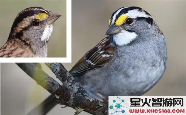 怎么回事？这种麻雀竟然存在四种性别让交配变得复杂无比