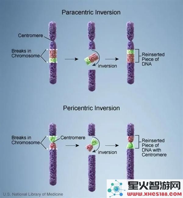 怎么回事？这种麻雀竟然存在四种性别让交配变得复杂无比