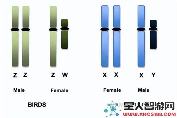 怎么回事？这种麻雀竟然存在四种性别让交配变得复杂无比
