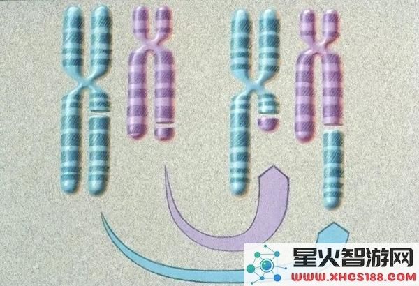 怎么回事？这种麻雀竟然存在四种性别让交配变得复杂无比