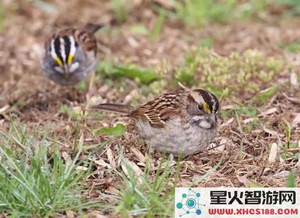 怎么回事？这种麻雀竟然存在四种性别让交配变得复杂无比