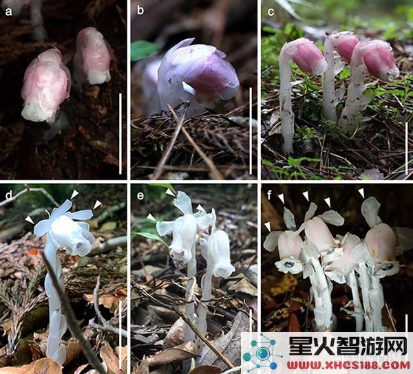 新发现的植物物种不依赖光合作用——揭示了他们更聪明的生存策略