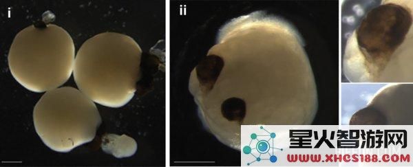 科学家成功培育干细胞组成的“迷你大脑”，并从中发展出类似眼睛的结构