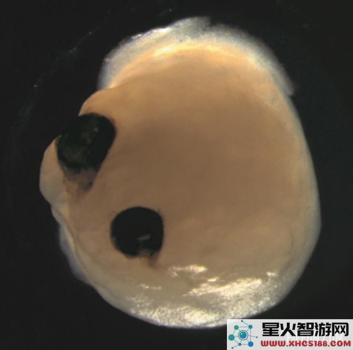 科学家成功培育干细胞组成的“迷你大脑”，并从中发展出类似眼睛的结构