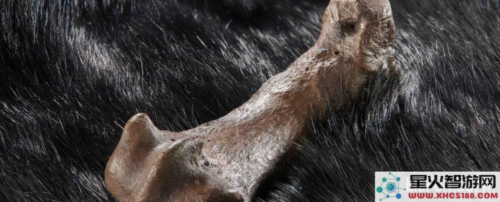 古代骨骼切割痕迹揭示32万年前人类时尚潮流的奥秘
