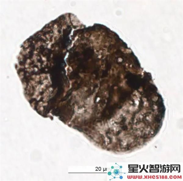2.5亿年前惊世大灭绝：96%物种骤然消亡，中国科学家揭示新发现