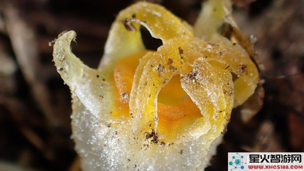 科学家们最新研究揭示了一种罕见的以真菌为食的“仙女灯笼”生物的重新发现