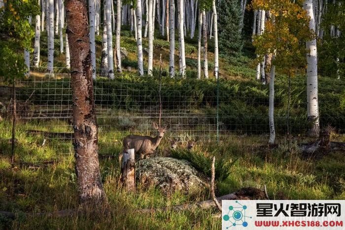 研究发现，地球上最大生物正面临被逐渐消耗的威胁