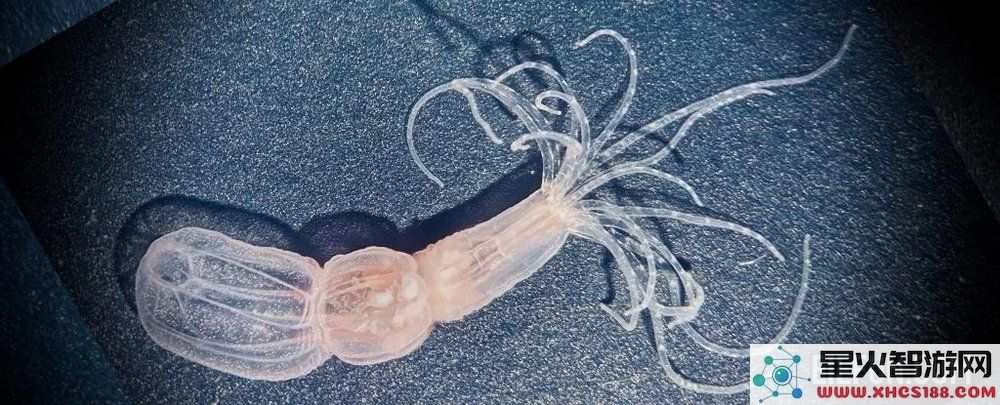一项新研究发现这些海洋生物无需大脑依然能够学习