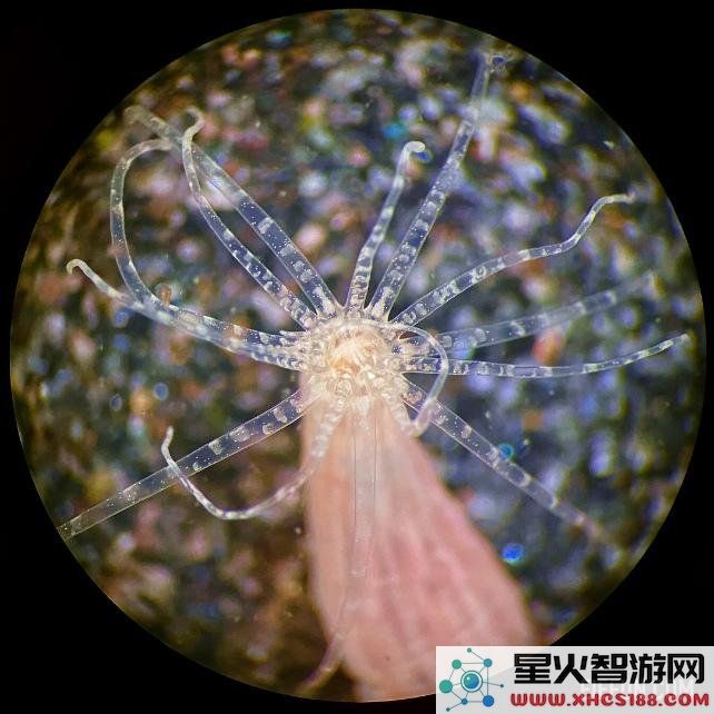 一项新研究发现这些海洋生物无需大脑依然能够学习