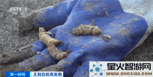 为什么白蚁群体中存在蚁王与蚁后，而蚂蚁群体中仅有蚁后这一特例？