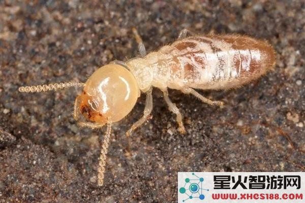 为什么白蚁群体中存在蚁王与蚁后，而蚂蚁群体中仅有蚁后这一特例？