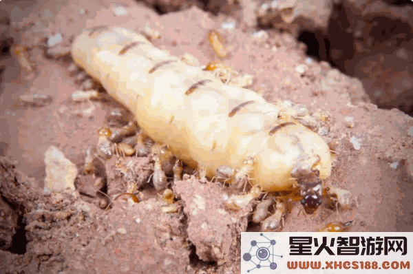 为什么白蚁群体中存在蚁王与蚁后，而蚂蚁群体中仅有蚁后这一特例？