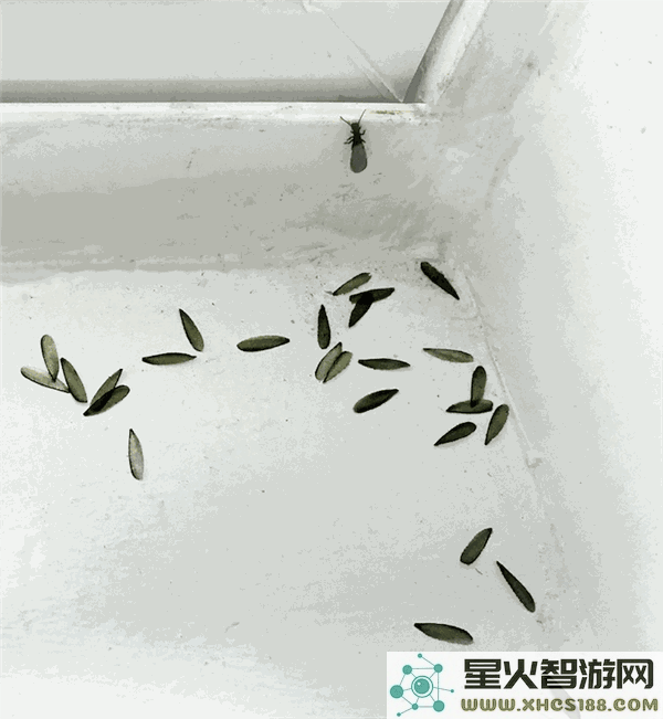 为什么白蚁群体中存在蚁王与蚁后，而蚂蚁群体中仅有蚁后这一特例？
