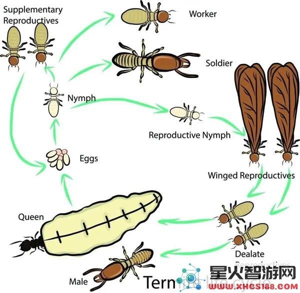 为什么白蚁群体中存在蚁王与蚁后，而蚂蚁群体中仅有蚁后这一特例？