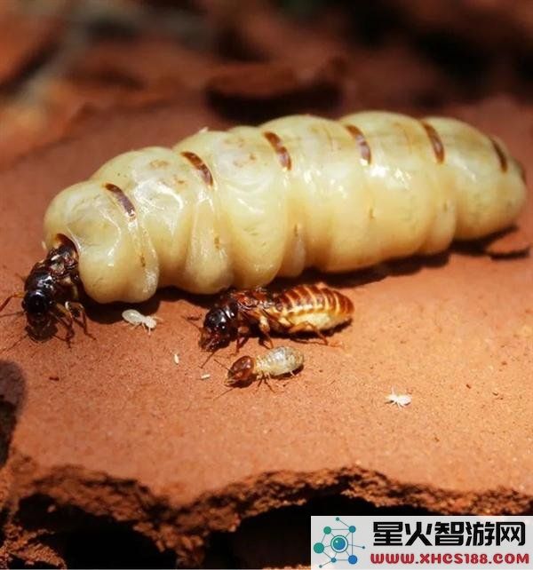 为什么白蚁群体中存在蚁王与蚁后，而蚂蚁群体中仅有蚁后这一特例？