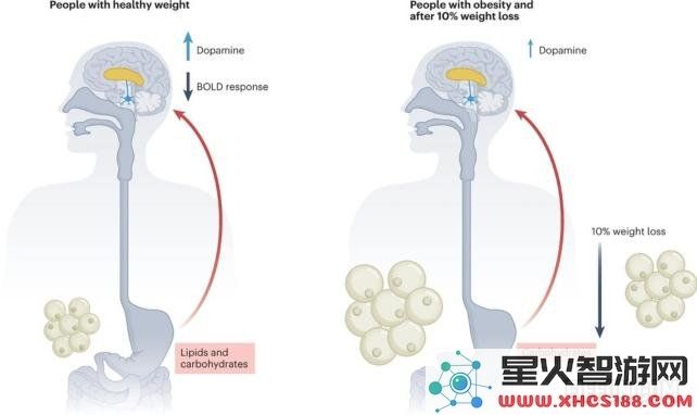 新研究揭示肥胖对大脑营养反应造成持久性影响的深层机制