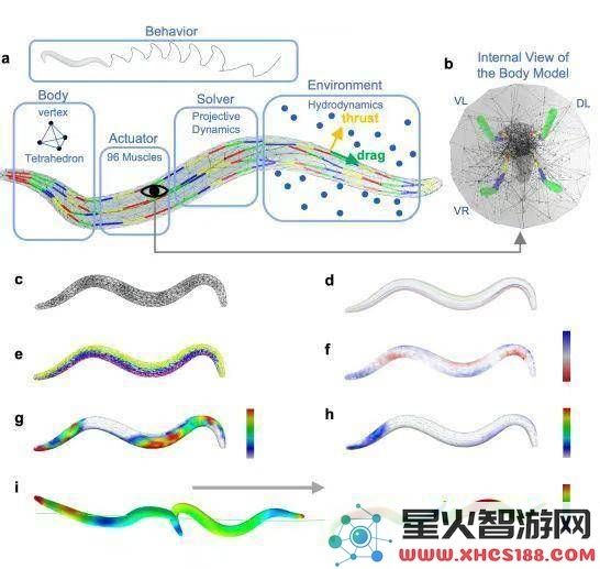 智源研究院BAAIWorm天宝：仿真秀丽线虫引领具身智能的新纪元