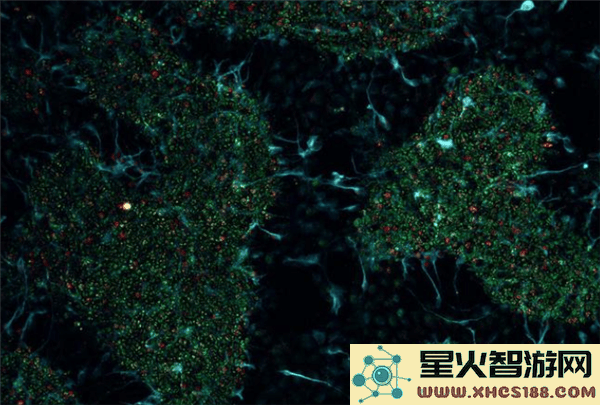 全球首款商用生物计算机CL1问世：神经元与硅芯片完美结合，引领智能新时代！