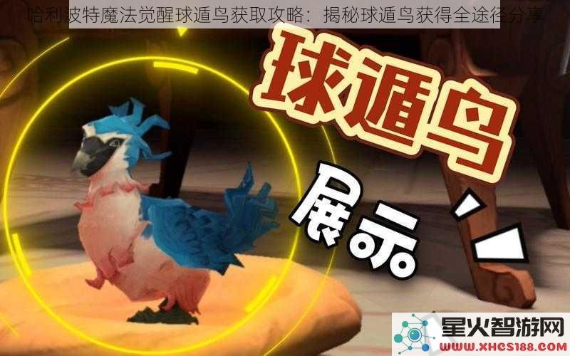 哈利波特魔法觉醒球遁鸟获取攻略：揭秘球遁鸟获得全途径分享